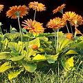 Vibrant Orange Flowers with Lush Green Leaves Growing in Fresh Grass