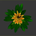 Tall Vibrant Tropical Plant With Green Leaves And Orange Layered Flowers