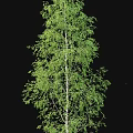 Tall Slender Birch Trees With White Trunks And Fresh Green Leaves