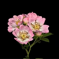 Beautiful Pink Roses With Blooming Flowers Bud Green Leaves And Stem On Black Background
