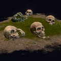 Medical Anatomical Skull Specimens Lying On Grassy Ground With Stones