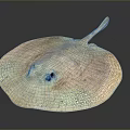 Stingray With Flat Circular Body Light And Dark Spots And Long Slender Tail 3d model