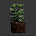 Green Succulent Plant With Stacked Fleshy Leaves In Small Brown Soil Pot