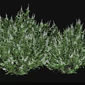 Lush Green Shrubs With Dense Foliage And White Flower Spikes
