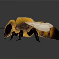 Detailed Close Up View Of Bee With Fuzzy Body Yellow Black Stripes And Transparent Wings