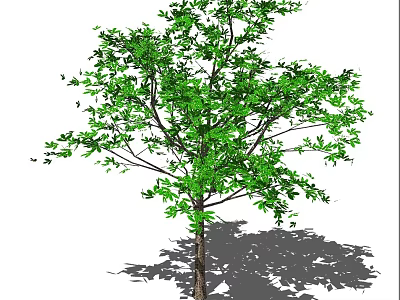 Tall Arbor With Lush Green Leaves And Strong Trunk Casting Shadow 3d model