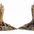 Weathered Wood Stumps With Stone Roots And Natural Soil Texture
