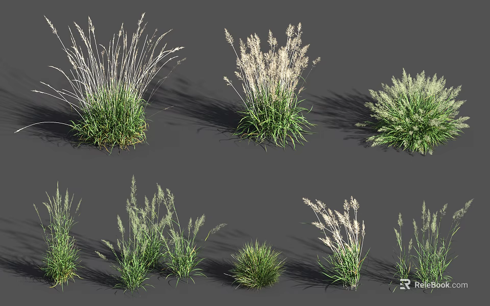 Various Types of Ornamental Grasses with Different Heights and Leaf Shapes for Garden Landscaping 3d model 