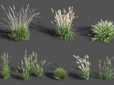 Various Types of Ornamental Grasses with Different Heights and Leaf Shapes for Garden Landscaping 3d model