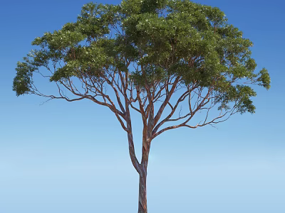Lush Tall Arbor Tree With Green Leaves And Strong Trunk Standing Against Blue Sky 3d model