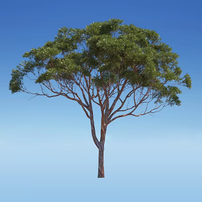 Lush Tall Arbor Tree With Green Leaves And Strong Trunk Standing Against Blue Sky 3d model