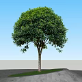 Lush Arbor Tree With Dense Green Foliage Straight Trunk On Grass And Stone Pavement