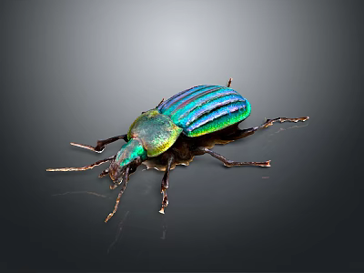 Metallic Blue Green Striped Beetle With Shiny Exoskeleton On Reflective Surface 3d model