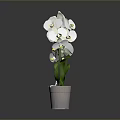 Decorative White Orchid Plant Arranged in Circular Shape with Green Leaves in Gray Pot