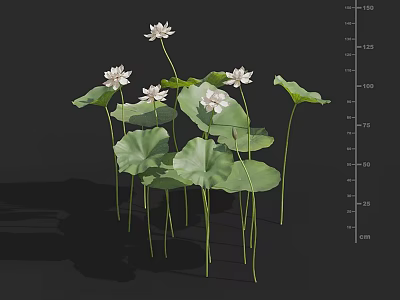 Beautiful White Lotus Flowers With Green Leaves And Long Stems 3d model