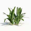 Lush Green Plants With Fresh Leaves And Exposed Roots On White Background
