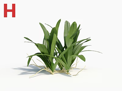 Lush Green Plants With Fresh Leaves And Exposed Roots On White Background 3d model
