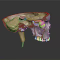 Human Skull Anatomical Structure 3D Model Showing Internal Organs and Hair