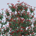 Different Sizes of Flowering Shrubs with Green Leaves and Red Flowers Arranged in a Row