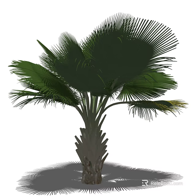 Tropical Palm Tree Featuring Large Fan Shaped Leaves And Textured Trunk 3d model 