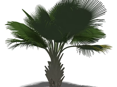 Tropical Palm Tree Featuring Large Fan Shaped Leaves And Textured Trunk 3d model