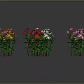 Colorful Flowering Plants With Green Leaves Arranged Neatly On Gray Background With Reflections
