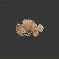 Orange Striped Aquatic Animal With Frilly Fins On Dark Reflective Surface