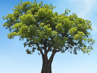 Tall Tree With Green Leaves Lush Canopy Under Blue Sky And Sunlight Natural Outdoor 3d model