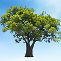 Tall Tree With Green Leaves Lush Canopy Under Blue Sky And Sunlight Natural Outdoor