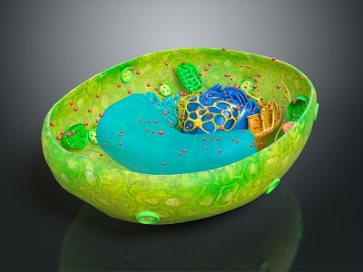 modern cell plant cell nucleus 3d model