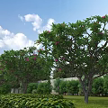 Municipal Road Landscaping With Trees Bearing Pink Flowers And Green Lawn
