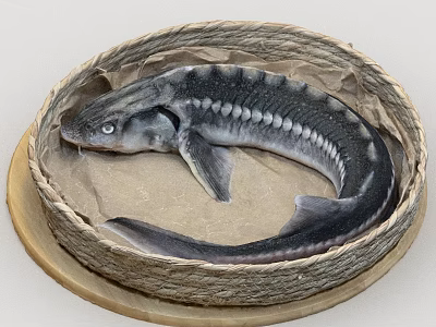 Natural Presentation of Fresh Sturgeon Fish in Woven Basket on Wooden Tray 3d model