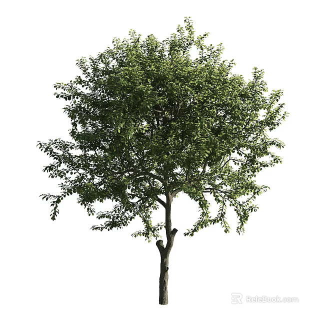 Lush Green Arbor With Thick Trunk And Dense Foliage In Outdoor Space 3d model 
