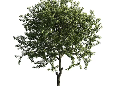 Lush Green Arbor With Thick Trunk And Dense Foliage In Outdoor Space 3d model