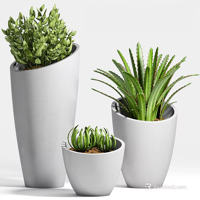 Bonsai Potted Plants Featuring White Planters Different Sizes and Lush Green Foliage 3d model 