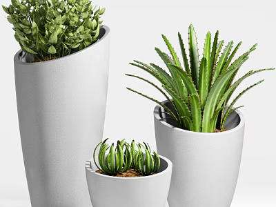 Bonsai Potted Plants Featuring White Planters Different Sizes and Lush Green Foliage 3d model