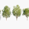 Plants Trees Big Trees Arbor 3d model