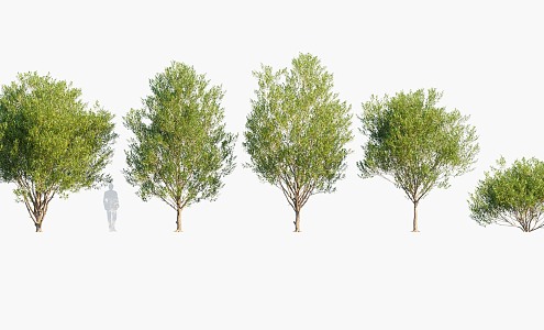 Plants Trees Big Trees Arbor 3d model