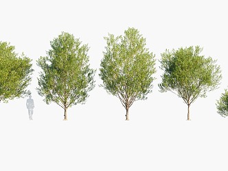 Plants Trees Big Trees Arbor 3d model