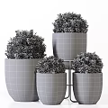 Bonsai Potted Plants with Black White Grid and Gold Rim Planters Lush Green Foliage