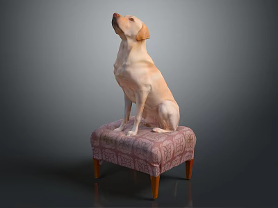 Labrador Dog Sitting On Patterned Upholstered Stool Looking Up Against Neutral Background 3d model