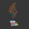 Green Indoor Plant in Brown Pot with Colorful Decorative Balls on Gray Background
