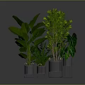 Lush Green Plants With Various Leaf Shapes In Metal And Transparent Pots On Gray Background