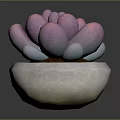 Elegant Pink Purple Succulent Plant With Plump Leaves In White Stone Pot