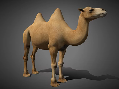 Light Brown Bactrian Camel With Two Humps In Standing Posture On Gray Background 3d model