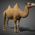 Light Brown Bactrian Camel With Two Humps In Standing Posture On Gray Background 3d model