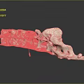 Animal Spine Skeleton Model White Anatomical Structure Curved Vertebrae With Holes On Black Reflective Background