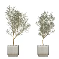 Two Decorative Potted Olive Bonsai Trees In White Concrete Square Planters