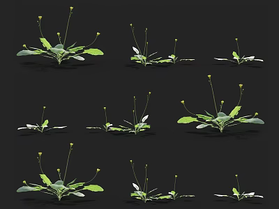 Multiple Green Leafy Plants With Small Yellow Blooms In Different Positions 3d model