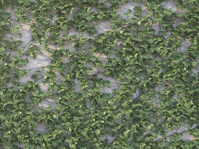 Lush Green Ivy Vines Covering Mesh Surface With Dense Leafy Foliage 3d model